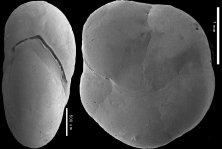 Nummoloculina contraria, New Zealand, author: Hayward, Bruce