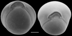 Nummulopyrgo globulus, New Zealand