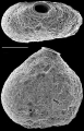 Pseudoflintina triquetra, New Zealand, author: Hayward, Bruce