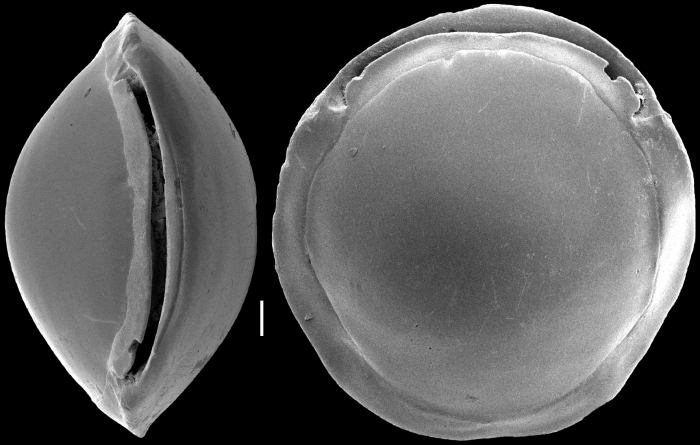 Pyrgo depressa, New Zealand Pyrgo depressa, New Zealand