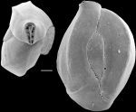 Quinqueloculina bicostoides, New Zealand