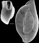 Quinqueloculina cooki, New Zealand