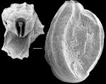 Quinqueloculina rebeccae, New Zealand