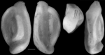 Quinqueloculina subpolygona, New Zealand