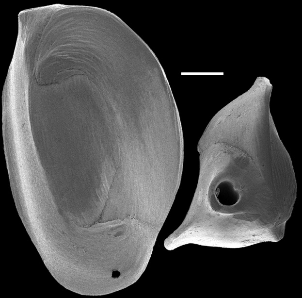 Quinqueloculina venusta, New Zealand Quinqueloculina venusta, New Zealand