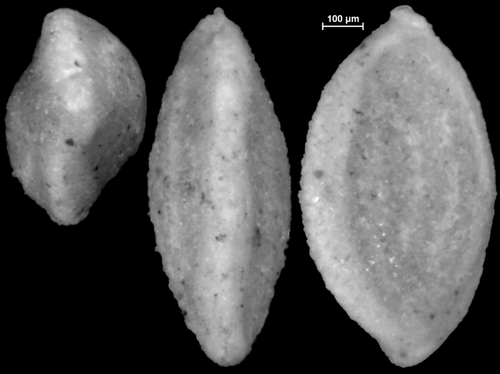 Sigmoilopsis schlumbergeri, New Zealand Sigmoilopsis schlumbergeri, New Zealand