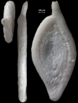 Spiroloculina novozealandica, New Zealand