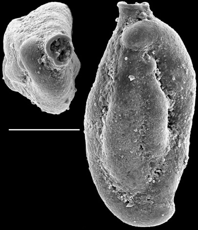 Sigmoilopsis elliptica, New Zealand Sigmoilopsis elliptica, New Zealand