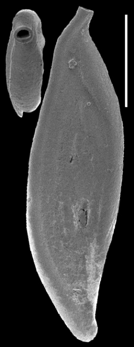 Spirosigmoilina pusilla, New Zealand Spirosigmoilina pusilla, New Zealand