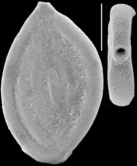 Spirosigmoilina tenuis, New Zealand Spirosigmoilina tenuis, New Zealand