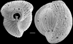 Triloculina striatotrigonula, New Zealand