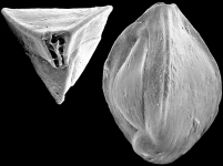 Triloculina tricarinata, New Zealand, author: Hayward, Bruce