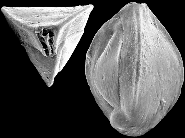 Triloculina tricarinata, New Zealand Triloculina tricarinata, New Zealand