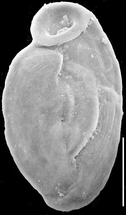 Wiesnerella auriculata, New Zealand Wiesnerella auriculata, New Zealand