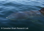 Basking shark, author: Fisheries and Oceans Canada, Canadian Shark Research Lab, Steven Campana
