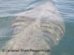 Basking shark, author: Fisheries and Oceans Canada, Canadian Shark Research Lab, Steven Campana