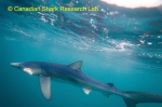 Blue shark, author: Fisheries and Oceans Canada, Canadian Shark Research Lab, Steven Campana