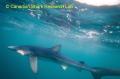 Carcharhiniformes