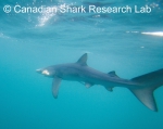 Blue shark, author: Fisheries and Oceans Canada, Canadian Shark Research Lab, Steven Campana