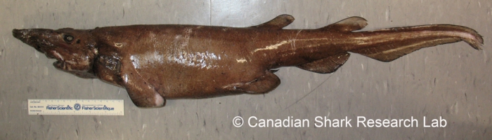 Deepsea cat shark
