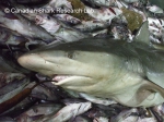 Carcharhiniformes