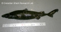 Elasmobranchii