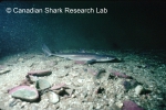 Sharks and Skates