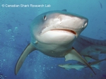 Tiger shark, author: Fisheries and Oceans Canada, Canadian Shark Research Lab, Steven Campana
