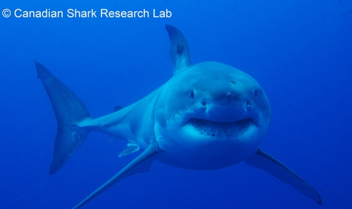 White shark White shark