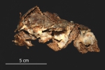 Alectona millari, author: Fisheries and Oceans Canada, Megan Best