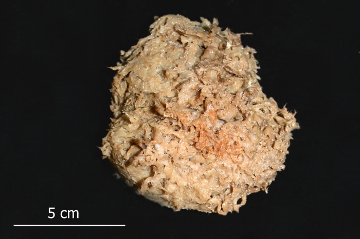 Hamacantha carteri Hamacantha carteri