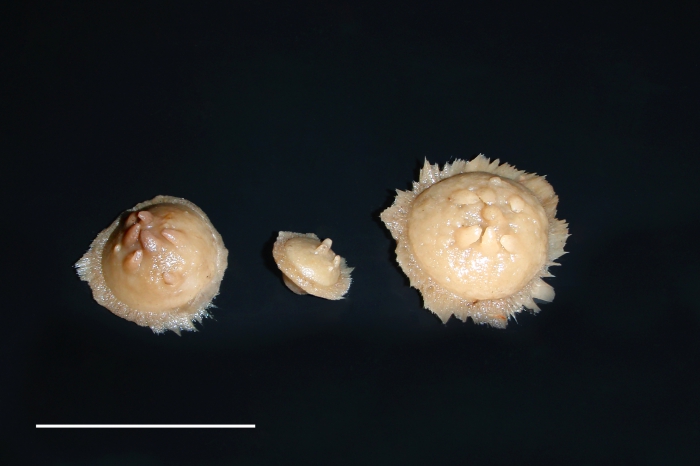 Radiella hemisphaerica Radiella hemisphaerica