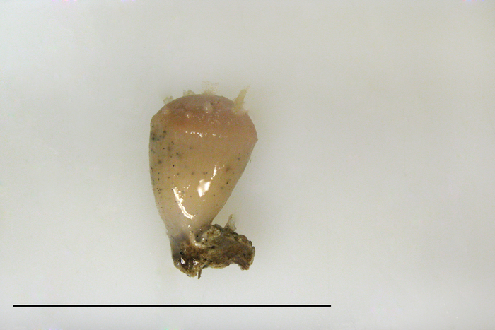 Tentorium semisuberites Tentorium semisuberites