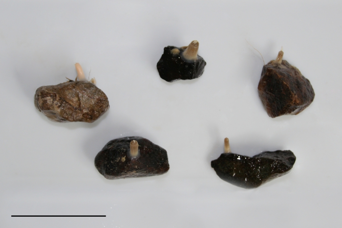 Tentorium semisuberites - several Tentorium semisuberites - several