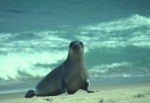 Mammals