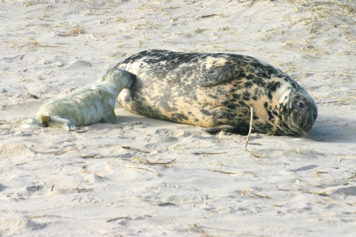 Grey seal - female and pup Grey seal - female and pup