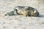 Mammals