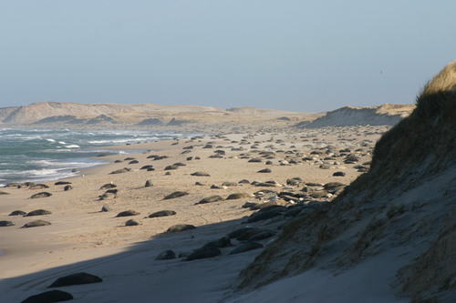 Grey seals