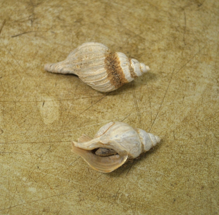 Boreotrophon pacificus Boreotrophon pacificus