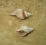 Molluscs