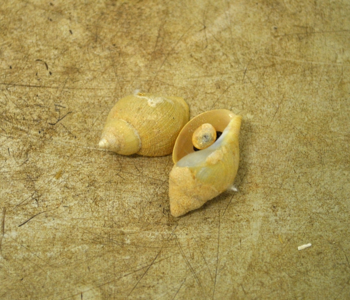 Buccinum moerchi Freile, 1877 Buccinum moerchi Freile, 1877