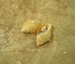 Gastropoda