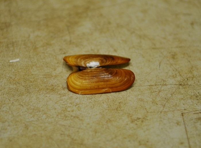 Cyrtodaria kurriana Cyrtodaria kurriana