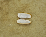 Bivalvia