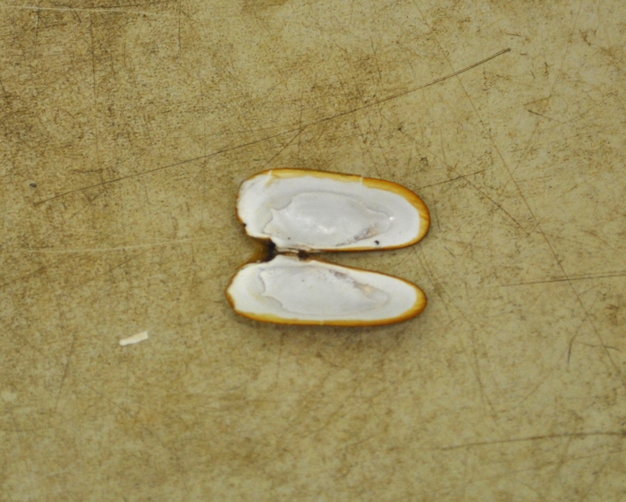 Cyrtodaria kurriana Cyrtodaria kurriana