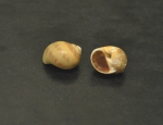 Gastropoda
