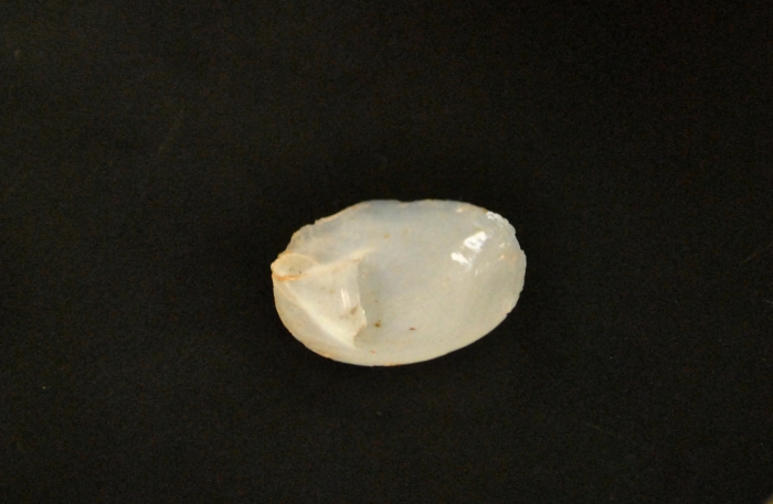 Crepidula plana Crepidula plana