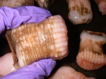Cnidarians