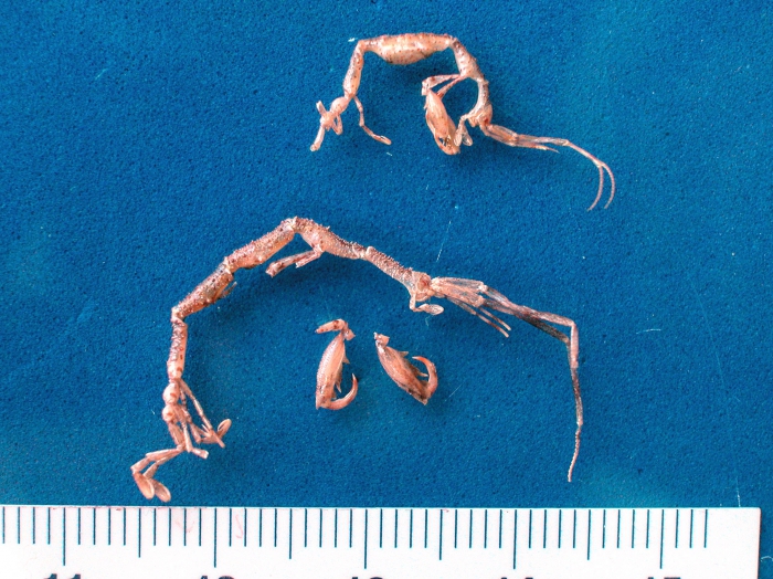 Aeginina longicornis - pair of skeleton shrimps Aeginina longicornis - pair of skeleton shrimps