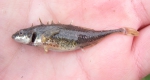 Apeltes quadracus - fourspine stickleback
